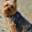 Фото: http://sobaki-pesiki.ru/ - Администрация г.Череповец