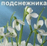 19 апреля — День подснежника - Вся.РФ