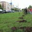 Посадка рябинника на Ленина - Администрация г.Череповец