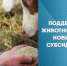 Поддержка животноводов новыми субсидиями - Агентство Городского Развития