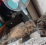Кот - Город Че