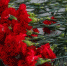 Фото: cherinfo.ru - Cher-Poisk.Ru