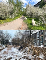 Варвары