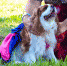 background - Cher-Poisk.Ru