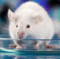 background - Cher-Poisk.Ru