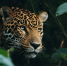 background - Cher-Poisk.Ru