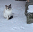 background - Cher-Poisk.Ru