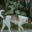 background - Cher-Poisk.Ru