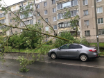 В Череповце ветер повалил деревья и оборвал провода