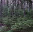 background - Cher-Poisk.Ru