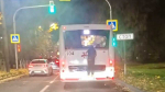 В Череповце участились случаи автобусного зацепинга: перевозчик выступил с заявлением