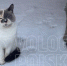 Фото: - Cher-Poisk.Ru