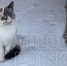 Фото: - Cher-Poisk.Ru