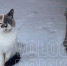 Фото: - Cher-Poisk.Ru