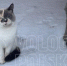 Фото: - Cher-Poisk.Ru